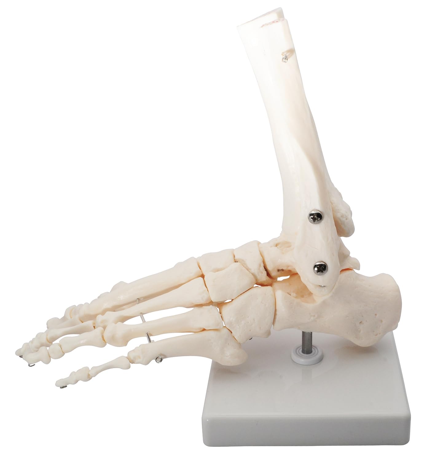 Amazon.co.jp: monolife 足骨モデル 足骨模型 足関節模型 足首 右足