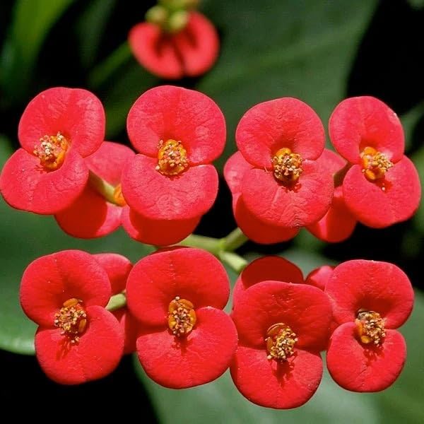 Image of Euphorbia Mili Red Live Flower Plant | Crown of Thorns Ornamental Succulent | Hardy Indoor Outdoor Blooming Plant with Pot | Decorative Houseplant for Home Garden a€ inch Pack of 1