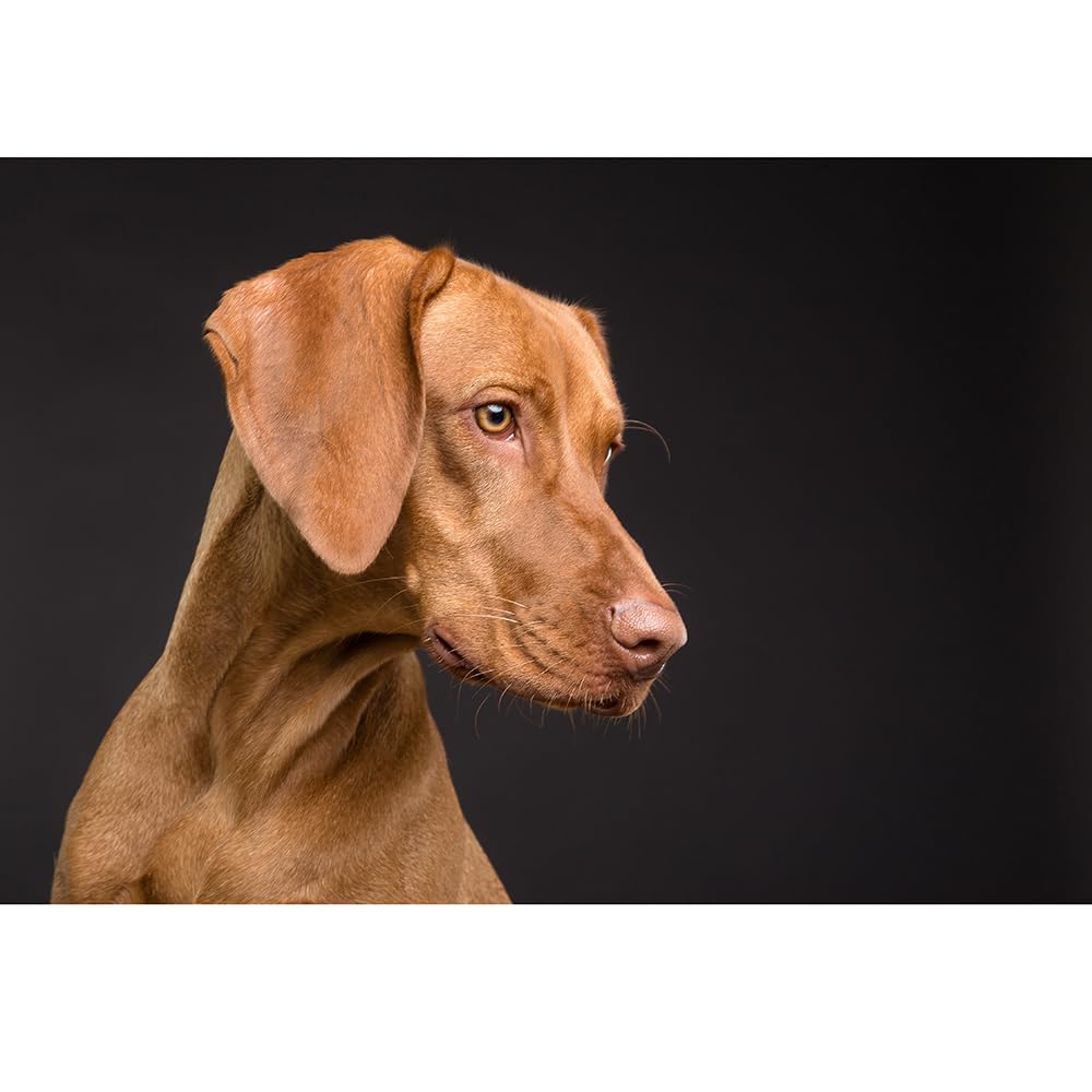 100（45.5x35.5cm）‑Piece Adult Jigsaw Puzzle, Hungarian Vizsla Pet Dog, Suitable for Adult Stress Relief, Leisure Games and Home Wall Decoration
