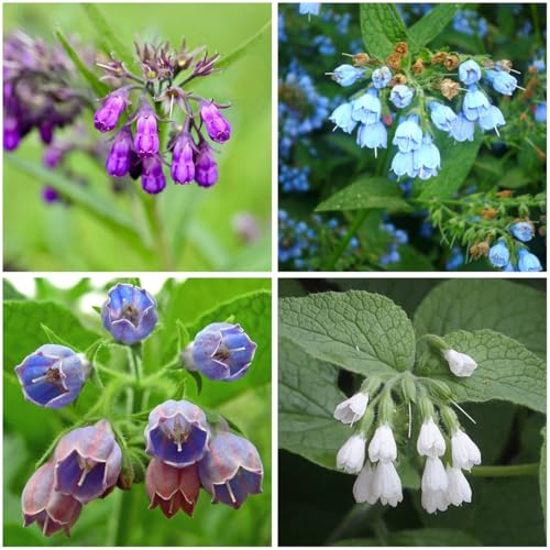 Mixrug 80+ Comfrey Seed for Planting Comfrey Symphytum Officinale Seeds Non-GMO Heirloom Pollinator Friendly Herb Seed for Home Outdoor Garden