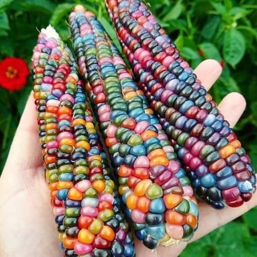 Semillas de maíz, semillas de maíz dulce, semillas de maíz, Plantas de sombra resistentes, hermosa planta en maceta. semillas de hortalizas de invierno, plantas de jardín Plantas de 65pcs