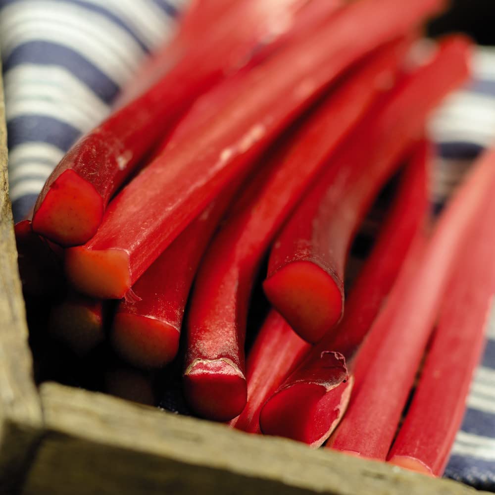 Rhubarb Budded Pieces, Garden Plants, High Yielding Summer Fruit, Easy to Grow, Gardens & Outdoors Rhubarb Champagne Budded Pieces by Thompson and Morgan (1)