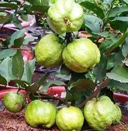 PMK E Store Thailand Guava Big Tasty Guava Fruit Plant