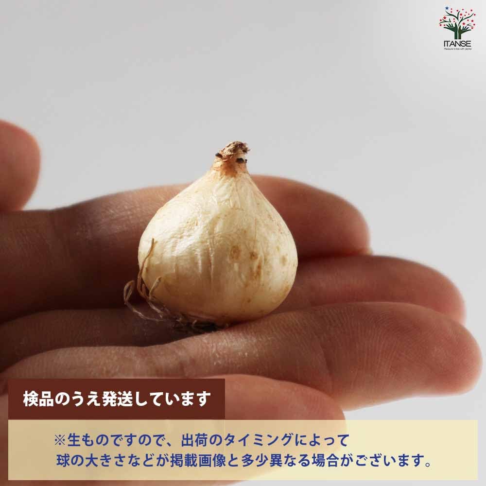 Amazon.co.jp: ITANSE ムスカリ・タッチオブスノー 6球【品種で