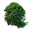 Mood Moss