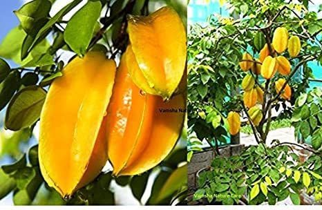 Heaven Of Saplings Star Fruit Carambola Grafted Plant (Pack Of 1) AZ_321 (B0CG4QHHZC) Amazon Price History, Amazon Price Tracker
