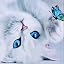 B - White Cat