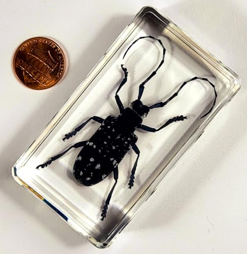 Image of 2.9 inch Real Citrus Long-Horned Beetle in Crystal Clear Lucite Resin Paperweight Specimen Preserved Anoplophora Chinensis Insect Taxidermy Collection for Biology Science Education Display Supplies