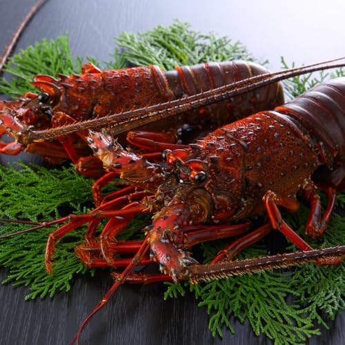 天然伊勢海老 活〆生冷凍 約300g×2尾【国産】