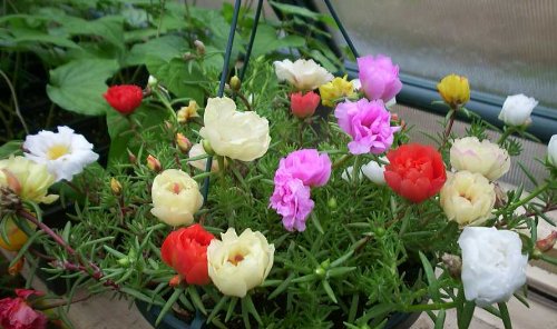 PORTULACA 200 SEEDS PORTULACA 200 SEEDS