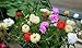 PORTULACA 200 SEEDS