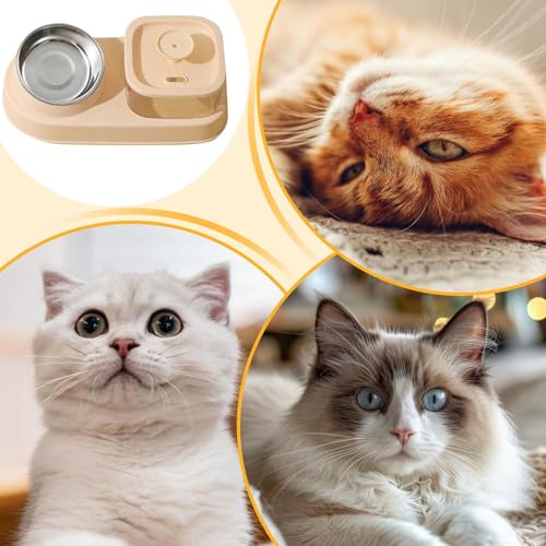 Gamelles pour chien âgés et chatons pour protéger la santé digestive