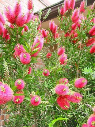 【希少】魔法のオレンジの木 Amazon | 赤花 金宝樹 キンポウジュ 苗木 ブラシノキ 200 | 植木