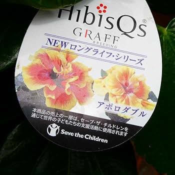 Amazon.co.jp: ハイビスカス 苗 4号鉢 アポロダブル NEWロング