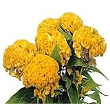 1000 Giant Yellow Cockscomb Flower Seeds Celosia
