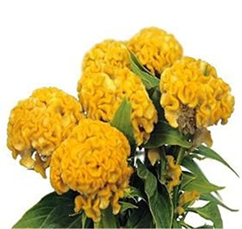1000 Giant Yellow Cockscomb Flower Seeds Celosia 1000 Giant Yellow Cockscomb Flower Seeds Celosia