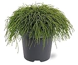 Chamaecyparis pisifera 'Pilifera Nana' Grüne Fadenzypresse- immergrüne winterharte Konifere 5 Liter Topf