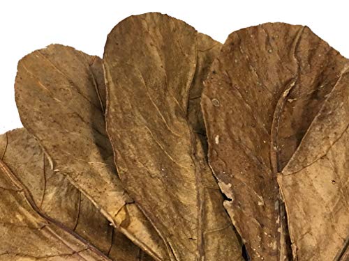 Image of Awesome Aquatic Catappa Indian Almond Leaves, 30 Count, 4-6 Inch | Natural Catappa Indian almond leaves for bettas, shrimp & fish. Releases tannins for blackwater aquariums and habitats.