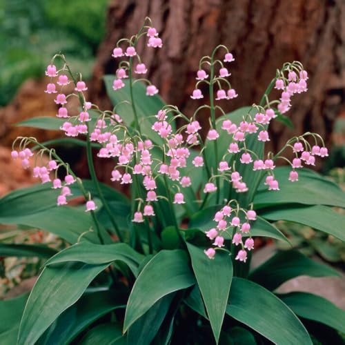 YouGarden Lily of the Valley Pink Established Plant in a 9cm Pot Ready to Plant