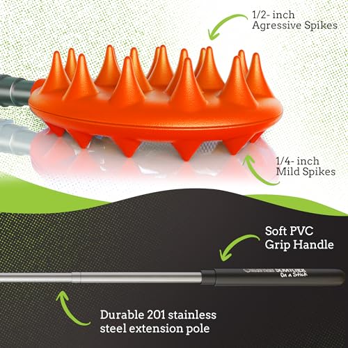 Coçadores traseiros, Laranja