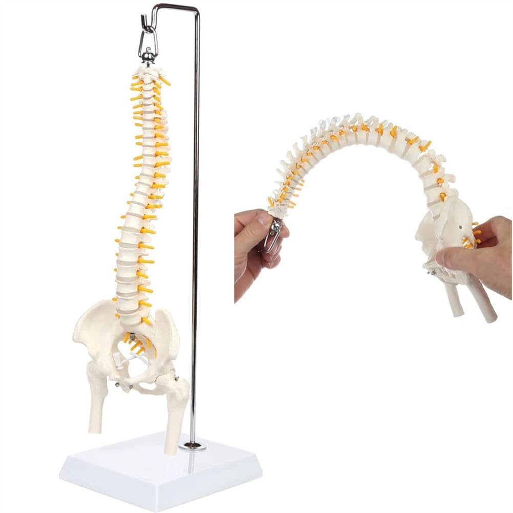 Modello Completo della Colonna vertebrale Umana da 45 cm, Colonna vertebrale con Bacino, Sacro, Teste del femore e Rami nervosi, Strumento educativo per l'insegnamento dell'anatomia con Supporto