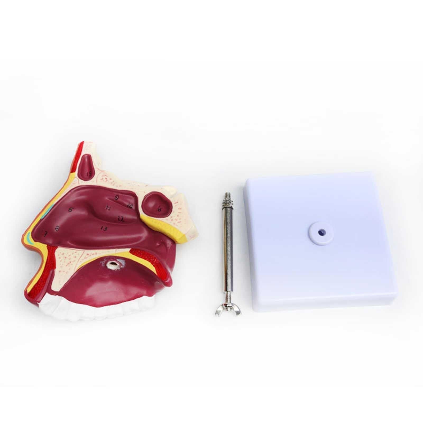 Modelo De Anatomía De La Cavidad Otorrinolaringología Modelo De Cavidad Nasal Modelo De Nariz Modelo De Boca Y Nariz Modelo Nasal Exhibición De Enseñanza De Productos De Laboratorio De Ciencias De Jar