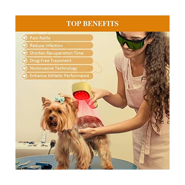 Cold Laser Therapy for Dogs - Effective Pain Relief