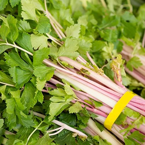 Pink Chinese Celery 200+ Seeds, Asian Heirloom Chinese Celery Seeds, Non GMO
