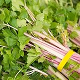 Pink Chinese Celery 200+ Seeds, Asian Heirloom Chinese Celery Seeds, Non GMO