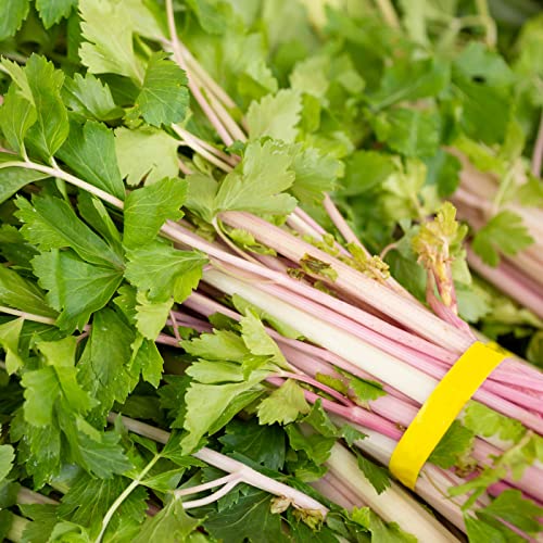 Pink Chinese Celery 200+ Seeds, Asian Heirloom Chinese Celery Seeds, Non Gmo #TOP3