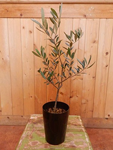 Amazon.co.jp: 【SOUJU/創樹】オリーブの木 3.5号鉢植え 特A品 ピンチ