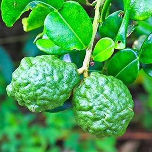 Saterkali Semillas de cítricos, 50 Unids/bolsa Semillas de cítricos Fragante Crecimiento rápido Nutritivo Fructificación natural Semillas de lima kaffir para patio Verde