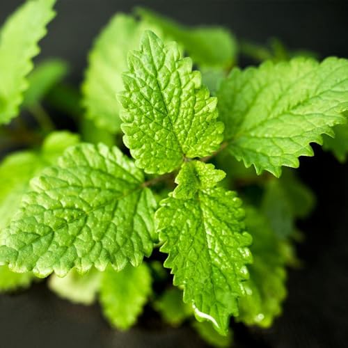 semillas de melisa orgánicas - jardín cobertura del suelo bálsamo de limón silvestres perennes resistentes 1000pcs