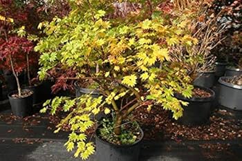 Amazon.co.jp: 【モミジ・カエデの種】コハウチワカエデ・セキノケゴン