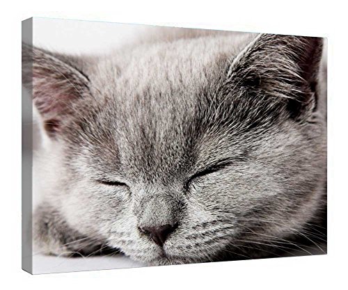 Impression sur toile chaton gris endormi 40x50 cm avec cadre bois suspendre