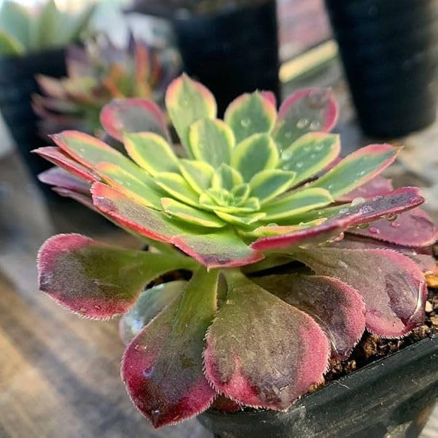 専用コーナー　多肉植物 Amazon.co.jp: 農園直売 多肉植物 寄せ植え アエオニウム属 朝霞