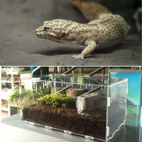 Reptil Fütterungsbox aus Acryl, 30x20x15cm Schnecken Terrarium Feeding Box, Reptilien Terrarium Transportbox Insekten Futterbox für Wasserschildkröten Spinnen Einsiedlerkrebs Hamster Echse