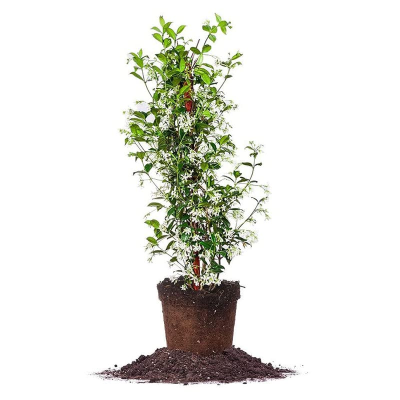 Trendygreens Natural Juhi live outdoor flower plant with pot. (B0BSCFFD83) Amazon Price History, Amazon Price Tracker
