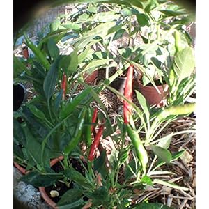 SEMI PEPERONCINI–AJI BIBER + GUIDA COLTIVAZIONE