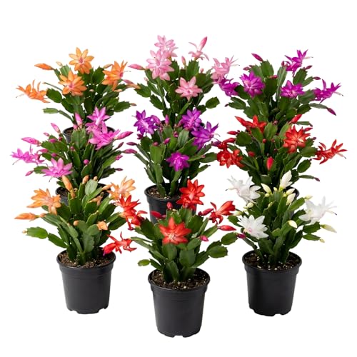 Assorted Christmas Thanksgiving Cactus Plant Holiday Cactus Live Plant Schlumbergera