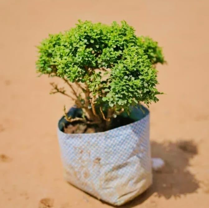 Hidden Enterprise Beautiful Special Bonsai Home decoration/Office Decoration/Kitchen Decoration All Time 1Healthy Live Table Kamini plantFor wonderful Home Garden Outdoor & Indoor plant. (B0D3F54NV1) Amazon Price History, Amazon Price Tracker