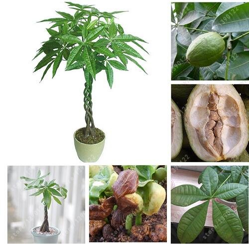 Plante Végétal 50 Graines De Pachira - Plante D'intérieur Facile