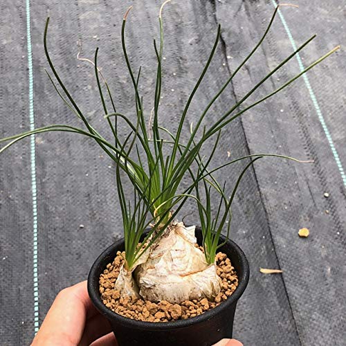 HAMCUS ハムカス size2 ※相場最安値 ※希少 heliot emil Amazon.co.jp: Albuca humilis 多肉植物：アルブカ フミリス S