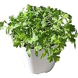 ＩＴＡＮＳＥ 「これだけでOKシリーズ」室内・戸外通年栽培用 イタリアンパセリ大苗 肥料付き(スティックタイプ2本付)【野菜苗15cm硬質ポット大苗 1個売り】