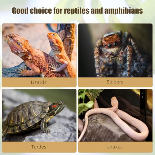 Cachettes de terrarium en liège de qualité supérieure pour dragons barbus