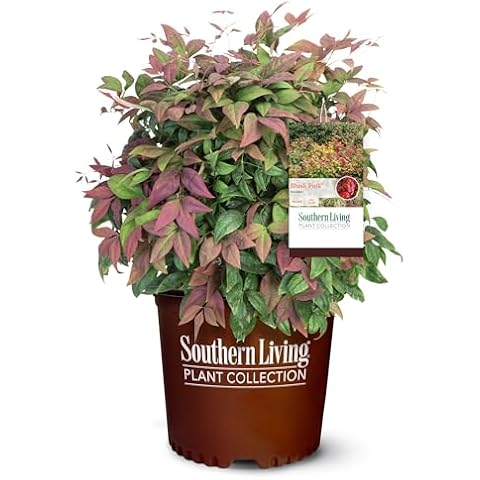 2 Gallon Southern Living Nandina Blush Shrub Cover