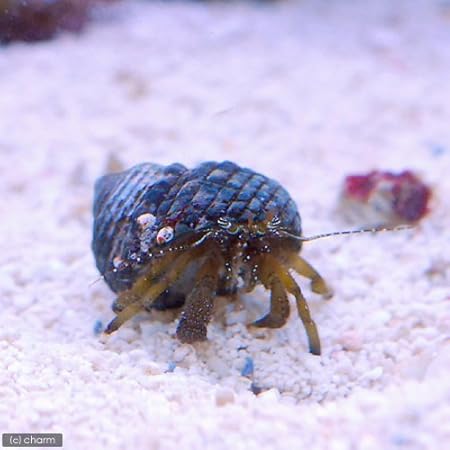 Amazon 海水魚 ヤドカリ ヤドカリミックス ｍサイズ １匹 北海道 九州航空便要保温 Charm チャーム 観賞魚 水中生物 通販