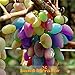 Produktbild Pflanzen der Regenbogen-Trauben-Samen, 30Seeds / Lot Seltene Arten Bonsai Fruchttraubenkerne, Hausgarten Bunte Trauben Innen-Pflanze