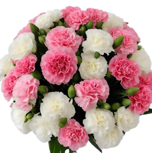KaBloom - 12 Pink And White Carnation Without Vase - Fresh Flowers for Birthday, Valentine's & Mother's Day