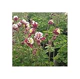 Seeds & Plants Shop by Ipsa